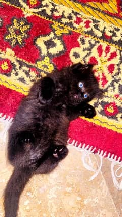 Persian kittens looking for new home