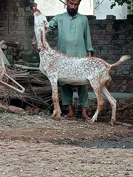 makhi chini  Gabban bakri urgent for sale call and whattsapp 1