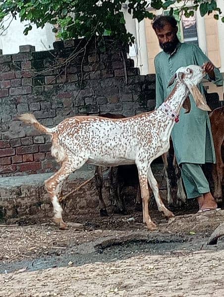 makhi chini  Gabban bakri urgent for sale call and whattsapp 4