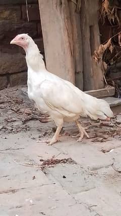 heera Aseel female breeder