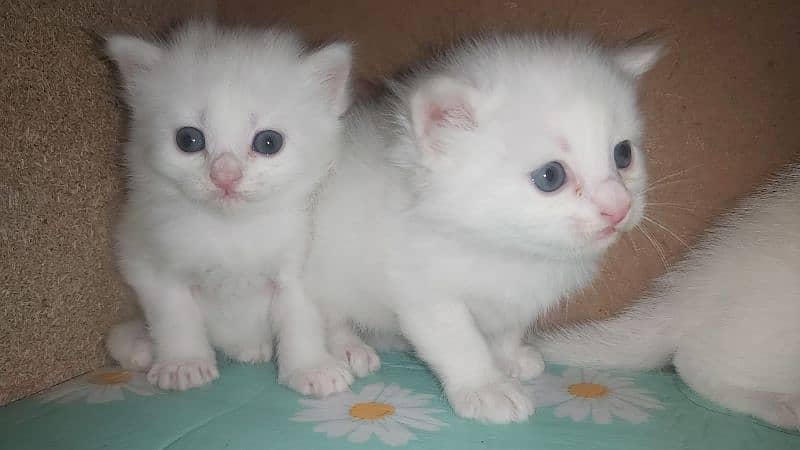 Persian blue eyes kitten 2