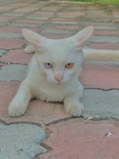 Odd eyes persian single cote white