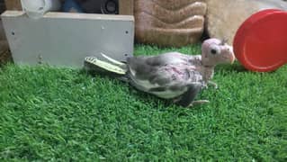 Cockatiel Chick for Taming, BreederPair & an Aviary Cage in Lahore 0