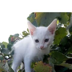 japanese Bob tale white kitten