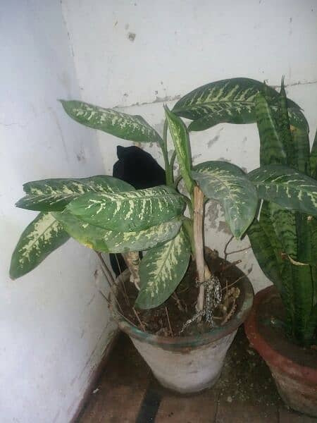 alover plants for sale different sizes and prices 500to 5000 1