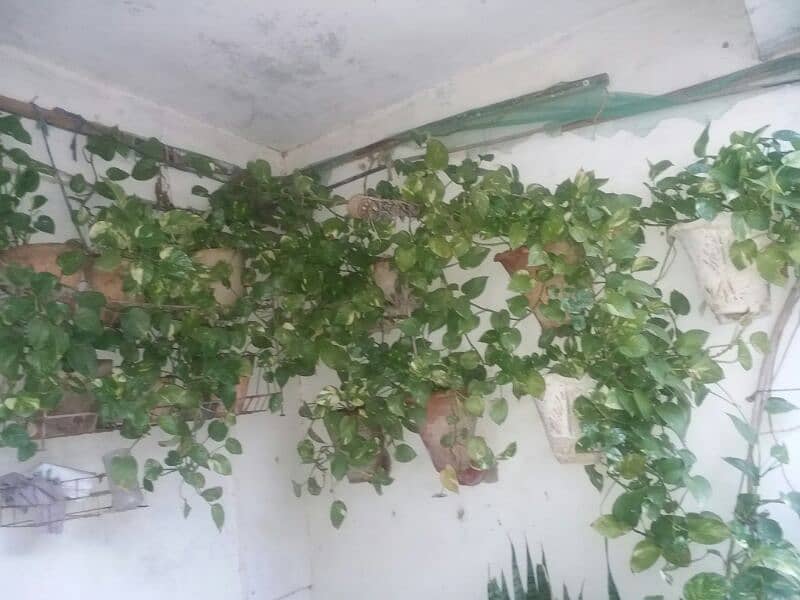 alover plants for sale different sizes and prices 500to 5000 3