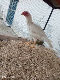 White Aseel Hen