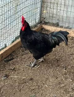 pure austolorp rooster