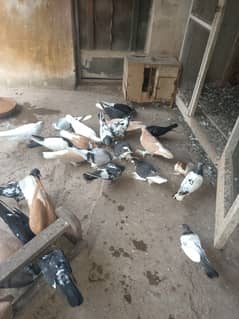 15 Pair pigeons Sherazi 0300two4three9six7one