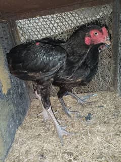 original black sil hen pare full fiter o,3326339156 call kara