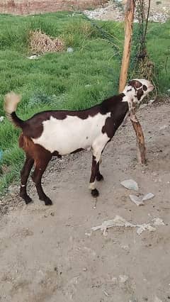 breadar quality Bakra for sale