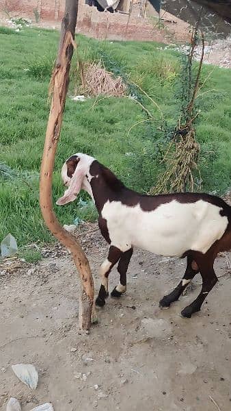 breadar quality Bakra for sale 1