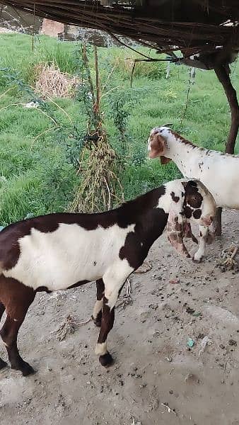 breadar quality Bakra for sale 2