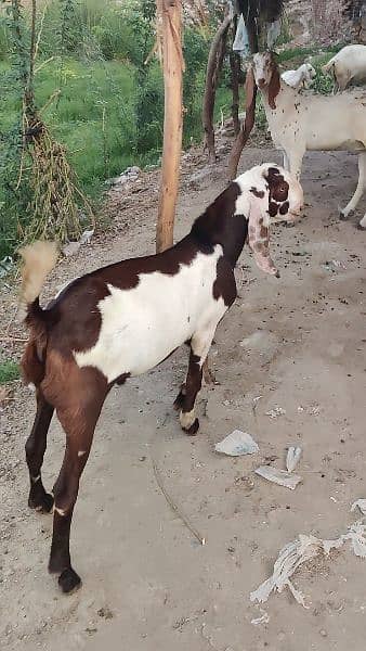 breadar quality Bakra for sale 3