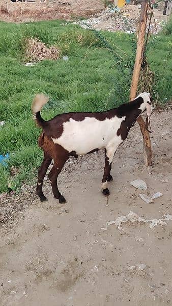 breadar quality Bakra for sale 4