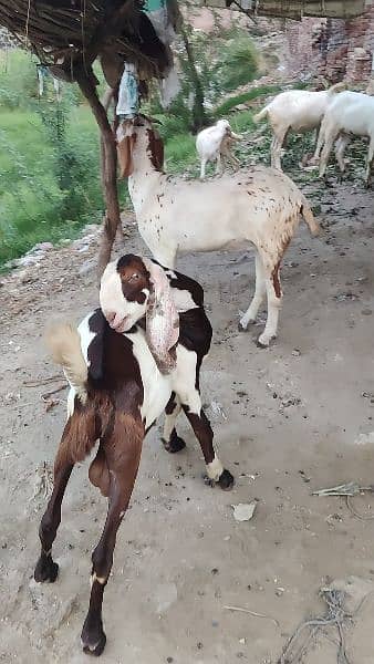 breadar quality Bakra for sale 6