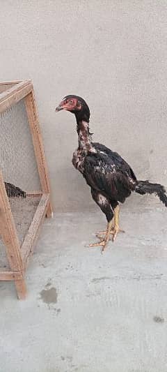 2 aseel pathay for sale