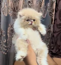 Persian cat | kitten | piki face cat | triple coat peke face | peki