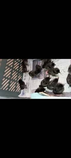 Ayam cemani Gray tung chiks for sale