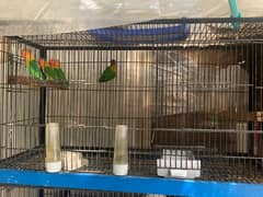 Love Birds for sale mix