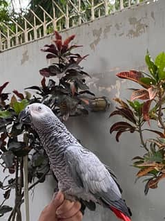 African grey parrot