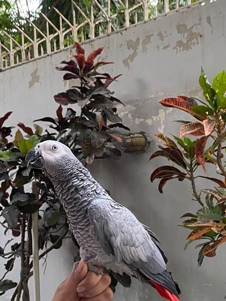 African grey parrot 0