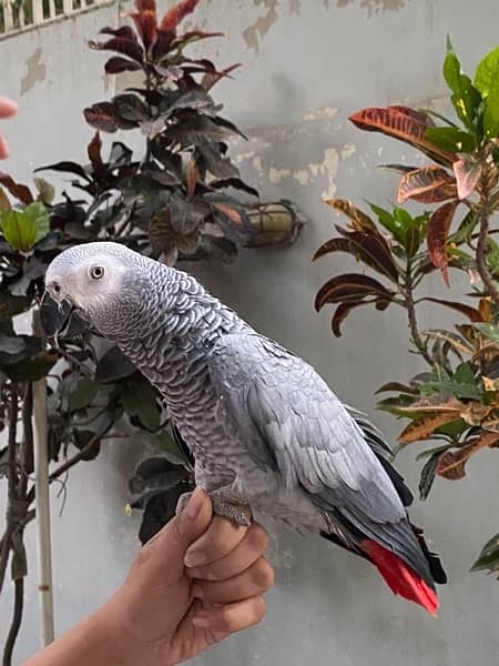 African grey parrot 1