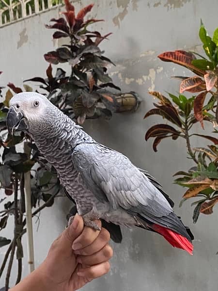 African grey parrot 2