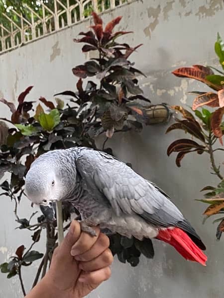 African grey parrot 3