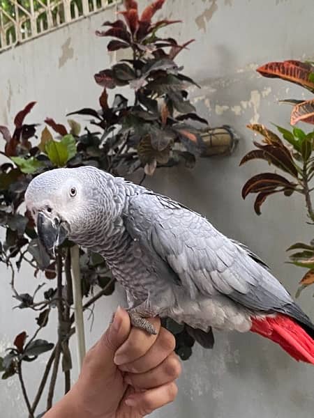 African grey parrot 4