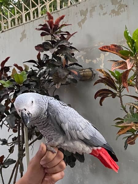 African grey parrot 5