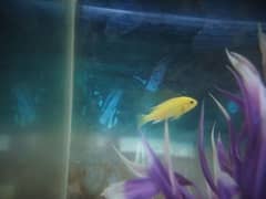 fish aquarium with beautiful fishes 0