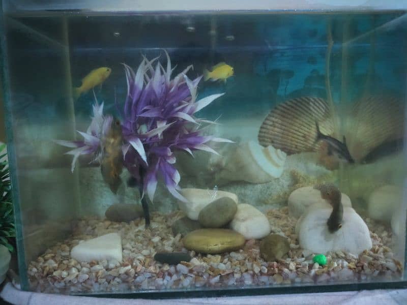 fish aquarium with beautiful fishes 7