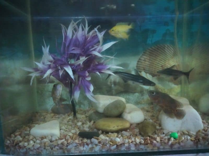 fish aquarium with beautiful fishes 9