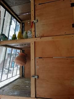 Australian Parrot (budgies) with cage