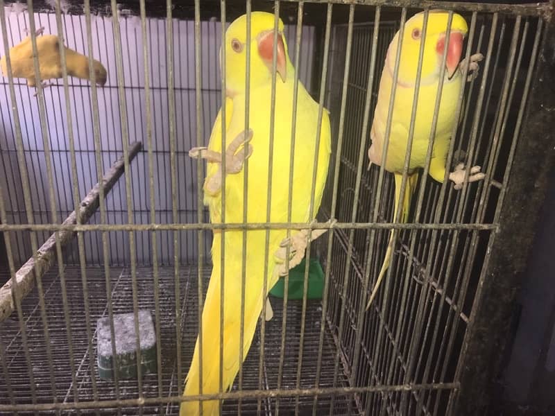 yellow ringneck males 3