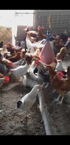 Golden Misri Hen Male For Sale Ghar Ki Palli Hain