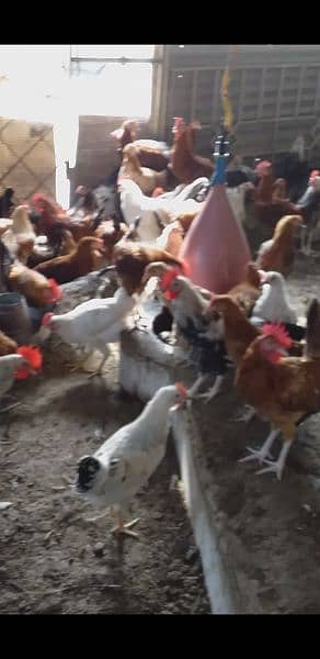 Golden Misri Hen Male For Sale Ghar Ki Palli Hain 0