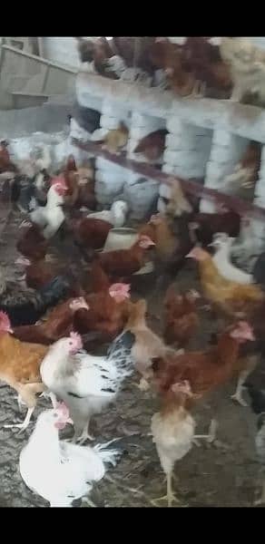 Golden Misri Hen Male For Sale Ghar Ki Palli Hain 2