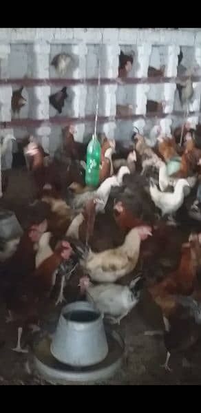 Golden Misri Hen Male For Sale Ghar Ki Palli Hain 3