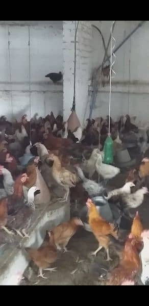 Golden Misri Hen Male For Sale Ghar Ki Palli Hain 4