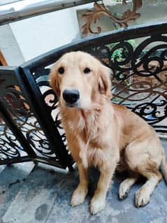 Golden Retriever/ Golden Retriever dog Pedigree/ Golden Retriever Male