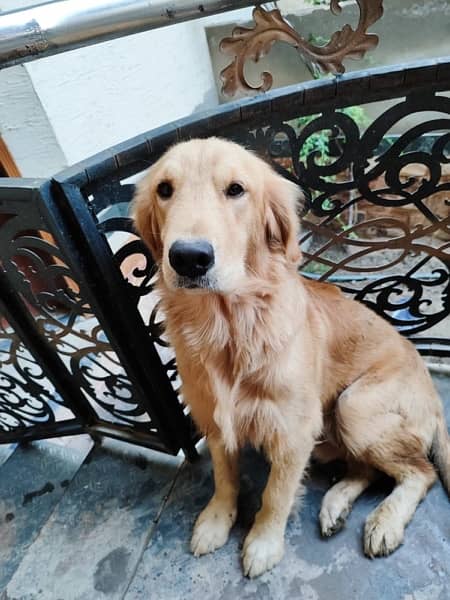 Golden Retriever/ Golden Retriever dog Pedigree/ Golden Retriever Male 0