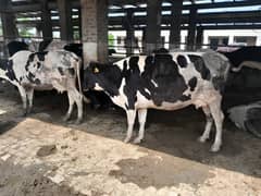 Cows and Heifers for sale