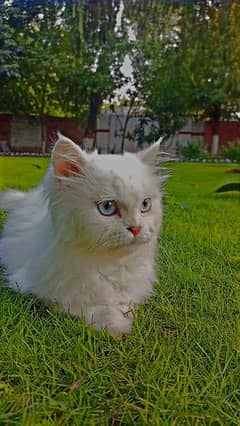 Persian cat