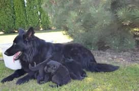 Black shephered pup long coat