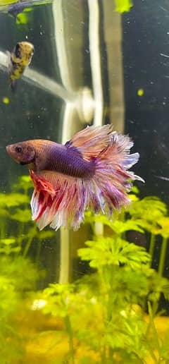 Betta fish, half moon Betta fish 500rs