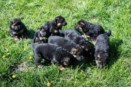 German shepherd puppies