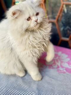 Triple coat Persian Female kitten