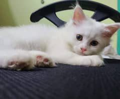 Pareshan cat for sale 2 month age WhatsApp number 03345814757